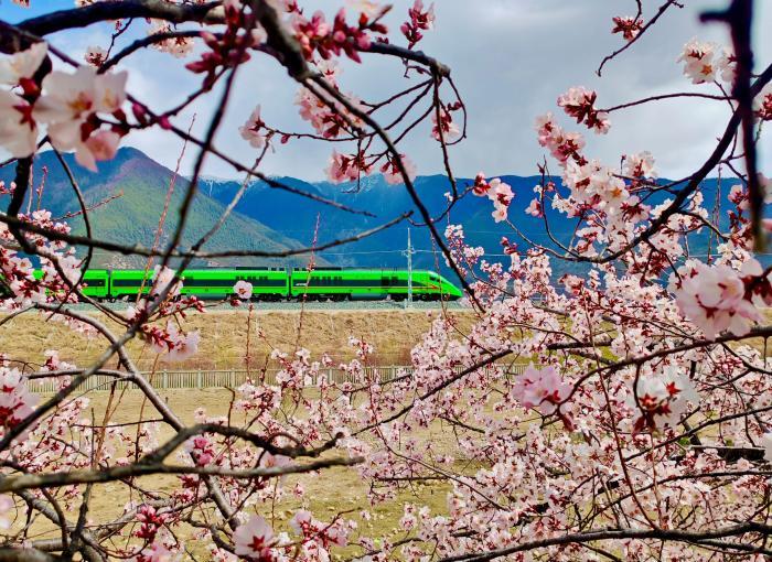 “拉林鐵路+桃花”開(kāi)啟別樣賞花之旅